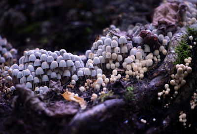 Beautiful gray fairy inkcap mushrooms growing on the old tree trunk in autumn forest.
