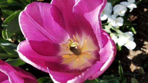 Close-up of pink flower