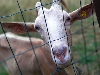 Close-up portrait of goat