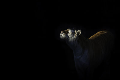 Lion against black background