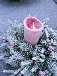 High angle view of flowers in snow