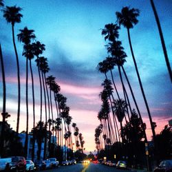 Silhouette of palm trees at sunset