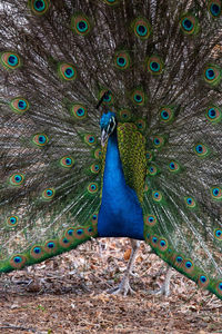 Close up of peacock displaying its feathers 