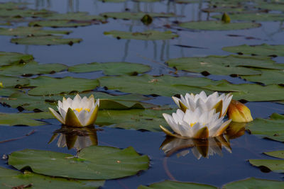 Close-up of water lily in lake