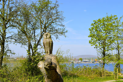 Hollingworth lake country park wooden owl tree sculpture