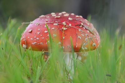 Close-up of fly agaric mushroom