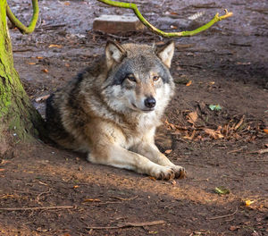 Portrait of dog relaxing on field