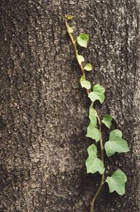 Close-up of plant