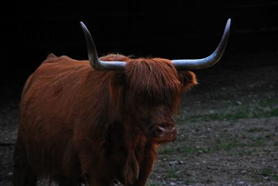 Close-up of cow