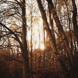 Sun shining through trees