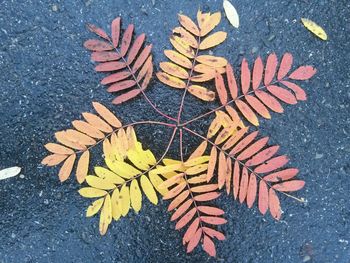 High angle view of maple leaves on street