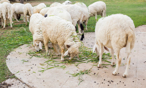 Sheep grazing in a field