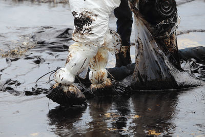 Low section of horse in water