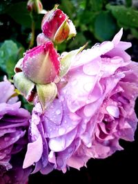 Close-up of water drops on pink flowers