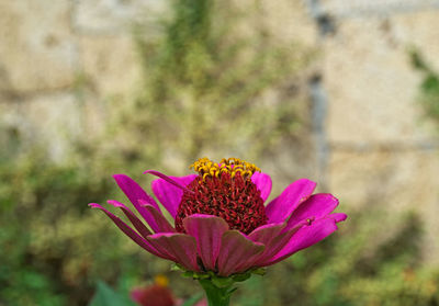 Close-up of honey bee on pink flower