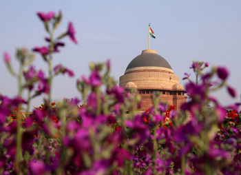 Purple flowering plants by building against sky