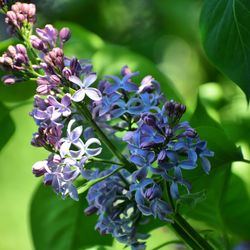 Close-up of purple flowering plant