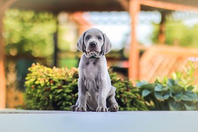 Portrait of dog