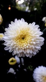 Close-up of white flowering plant