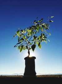 Plant on tree against clear blue sky