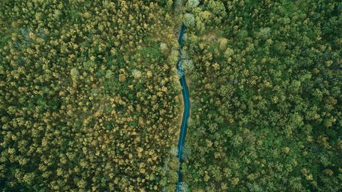 High angle view of road amidst trees