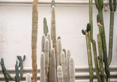 Close-up of cactus plant against wall