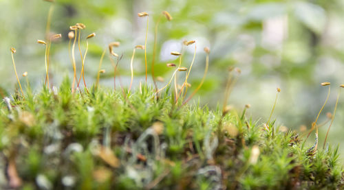 Close-up of flowers growing on field