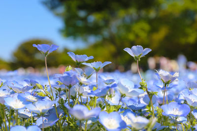 Close-up of flowers blooming outdoors