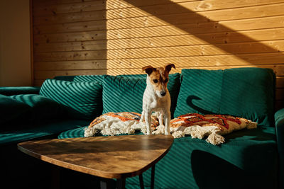 Close-up of dog sitting on sofa at home