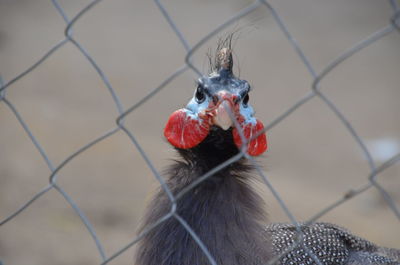 Close-up of bird in cage