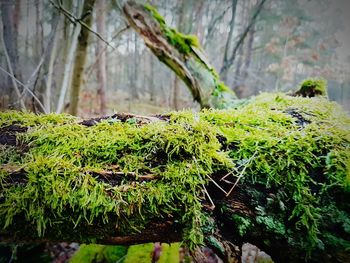 Close-up of moss growing on tree trunk