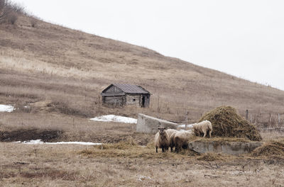 Old hut and flock of sheep on the background of the hill