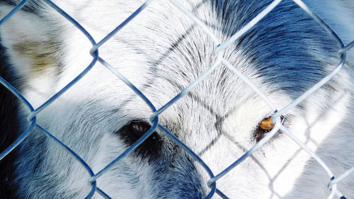 Close-up of a dog