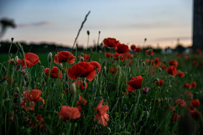 Close-up of poppies on field against sky