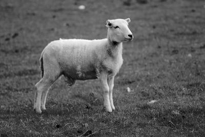 Sheep standing in a field