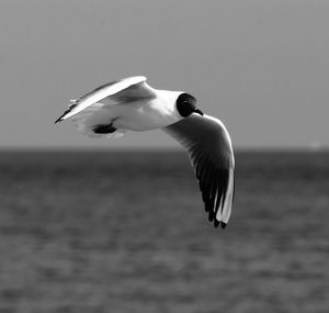 Seagull flying over sea