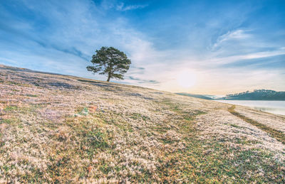 Alone tree on the snow meadow