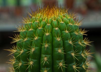Close-up of succulent plant