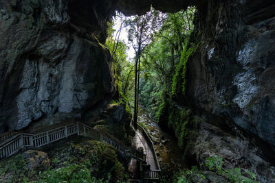 Low angle view of rock formation amidst trees in forest