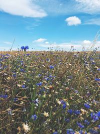 Flowers blooming in field