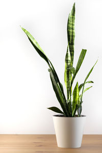 Close-up of potted plant on table