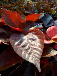 Close-up of autumn leaves