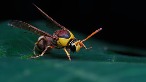 Close-up of insect