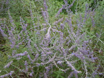 Close up of purple flowers