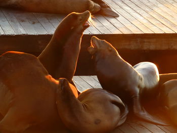 Seals relaxing on pier 39