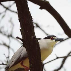Close-up of bird perching on branch