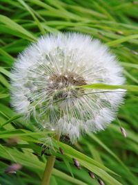 Close-up of dandelion