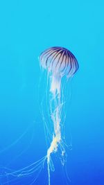 Close-up of jellyfish swimming in sea