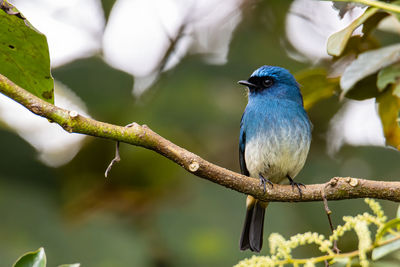 Close-up of bird perching on branch