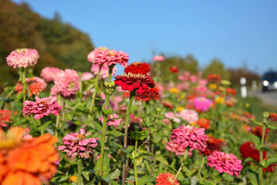 Close-up of pink flowering plants